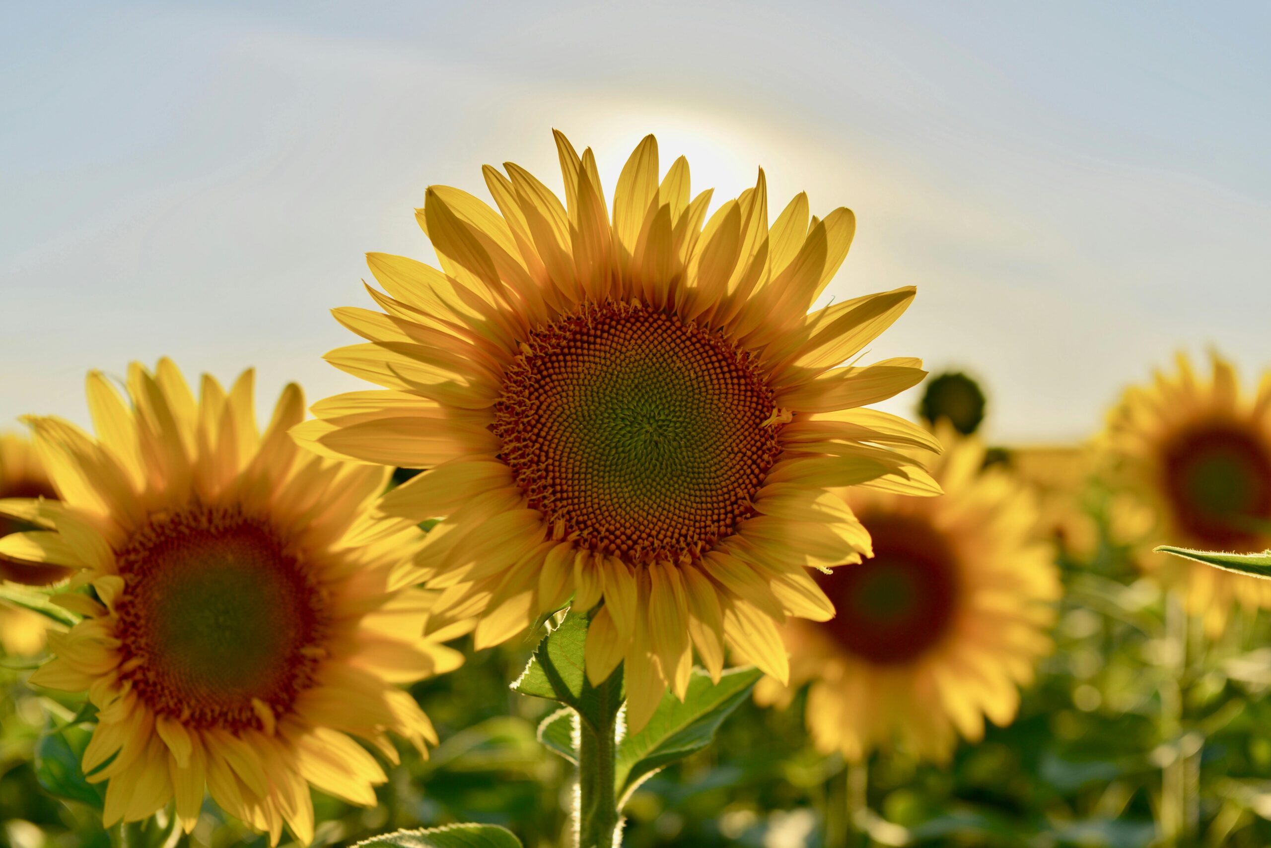 sunflowers